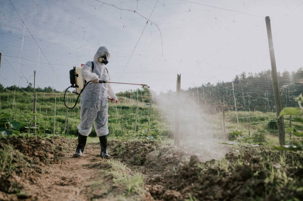 Best Ant Control Services  in Buchanan Dam, TX