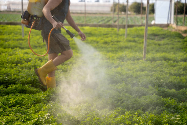 Best Best Pest Control Companies  in Buchanan Dam, TX