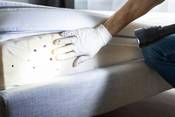 Best Best Pest Control Companies  in Buchanan Dam, TX