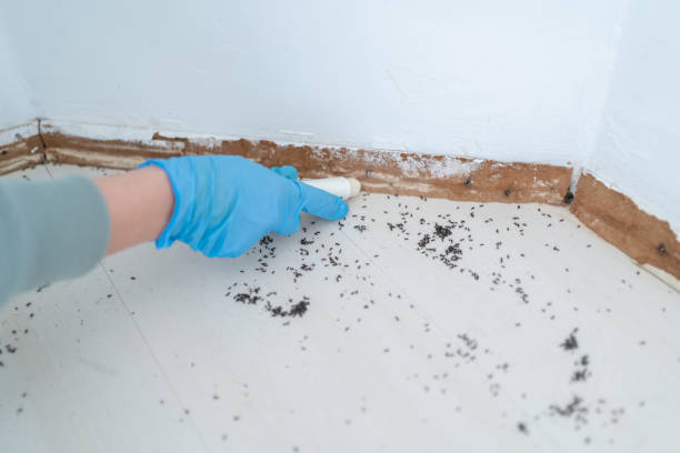 Best Pest Control Near Me  in Buchanan Dam, TX