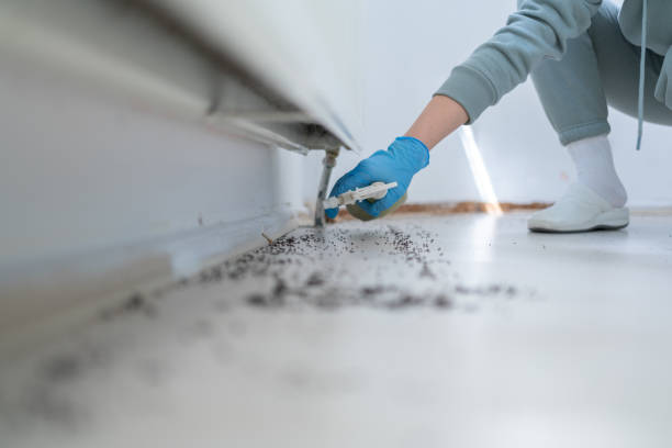 Best Pest Removal Services  in Buchanan Dam, TX