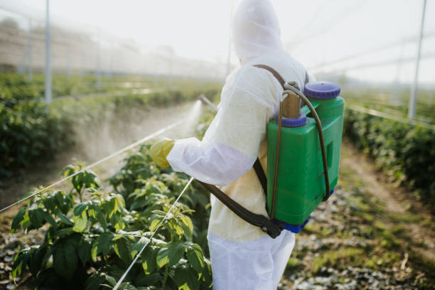 Best Wasp Removal Services  in Buchanan Dam, TX
